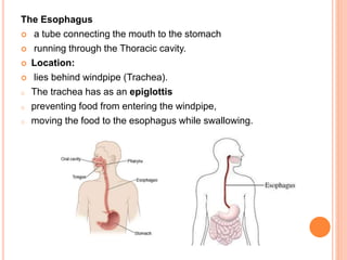 The Esophagus
 a tube connecting the mouth to the stomach
 running through the Thoracic cavity.
 Location:
 lies behind windpipe (Trachea).
o The trachea has as an epiglottis
o preventing food from entering the windpipe,
o moving the food to the esophagus while swallowing.
 