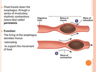  Food travels down the
esophagus, through a
series of involuntary
rhythmic contractions
(wave-like) called
peristalsis.
 Function:
• The lining of the esophagus
secretes mucus
• lubricating
• to support the movement
of food.
 