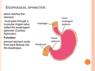 ESOPHAGEAL SPHINCTER:
• bolus reaches the
stomach
• must pass through a
muscular ringed valve
called the esophageal
sphincter (Cardiac
Sphincter).
• Function:
• prevent stomach acids
from back flowing into
the esophagus.
 