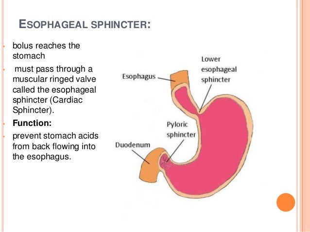 Human digestive system