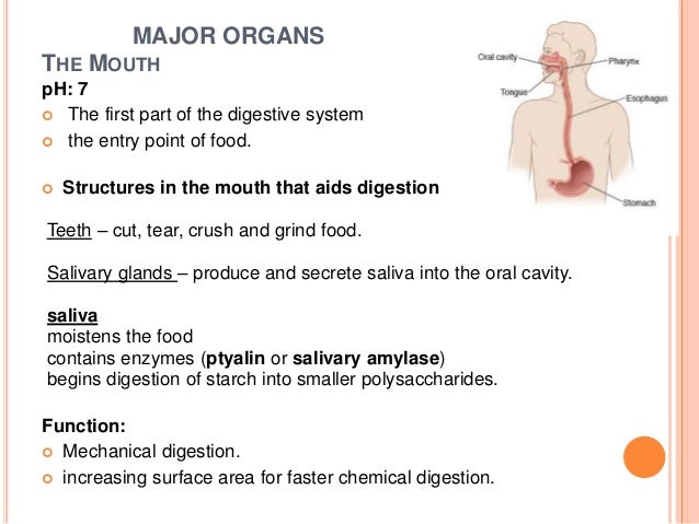 Human digestive system