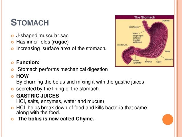 Human digestive system