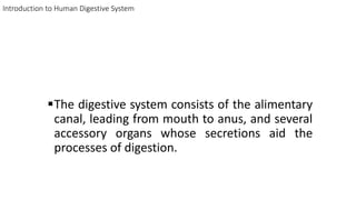 Human Digestive System | PPT