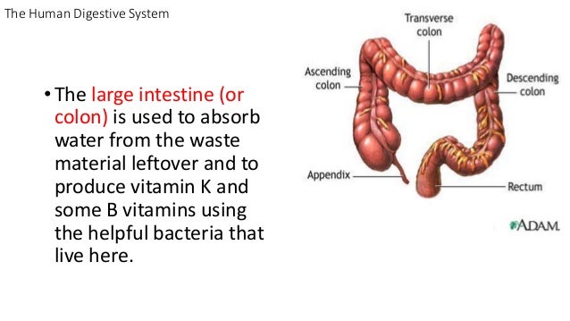 does the large intestine absorb water