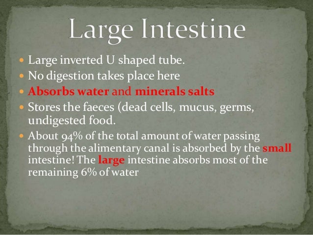 What Organ Absorbs Water From Undigested Food What Organ Absorbs Water From Undigested Food