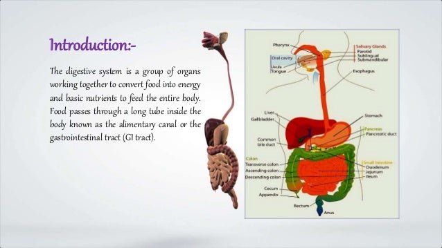 Human digestive system
