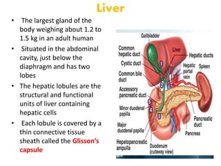 Glisson Human digestive system | PPTX