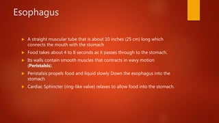 Esophagus
 A straight muscular tube that is about 10 inches (25 cm) long which
connects the mouth with the stomach
 Food takes about 4 to 8 seconds as it passes through to the stomach.
 Its walls contain smooth muscles that contracts in wavy motion
(Peristalsis).
 Peristalsis propels food and liquid slowly Down the esophagus into the
stomach.
 Cardiac Sphincter (ring-like valve) relaxes to allow food into the stomach.
 