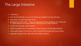 The Large Intestine
 5 feet long
 The CECUM extends as a 2.5 inch blind sac caudally from the sphincter.
 Absorption process take place here.
 Bacteria live in the colon. These are important for the synthesis of Vit. B12 and
K. Other bacteria are responsible for destroying the “bad” bacteria.
 E. coli is an example Large Intestine.
 Waste is pushed into the expanded portion (rectum) of the large intestine.
 Solid waste stays in the rectum until it is excreted through the anus as feces.
 Appendix hangs on the right side of the large intestine.
 