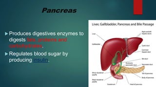 Pancreas
 Produces digestives enzymes to
digests fats, proteins and
carbohydrates.
 Regulates blood sugar by
producing insulin.
 