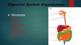 Digestive System Organization
 Structures:
Mouth
Pharynx
Oesophagus
Stomach
Small intestine
Large intestine
Rectum
 