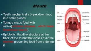 Mouth
 Teeth mechanically break down food
into small pieces.
 Tongue mixes food with
saliva(contains amylase , which helps
breakdown starch).
 Epiglottis: flap-like structure at the
back of the throat that closes over the
trachea preventing food from entering
it.
 