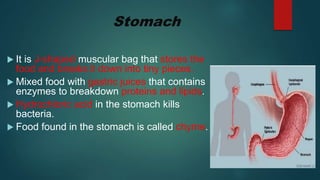 Stomach
 It is J-shaped muscular bag that stores the
food and breaks it down into tiny pieces.
 Mixed food with gastric juices that contains
enzymes to breakdown proteins and lipids.
 Hydrochloric acid in the stomach kills
bacteria.
 Food found in the stomach is called chyme.
 
