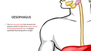 OESOPHAGUS
• This is a muscular tube that connects the
pharynx, which is a part of an upper section
of the gastrointestinal tract. It supplies
swallowed food along with its length.
 