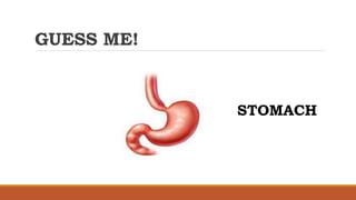GUESS ME!
STOMACH
 