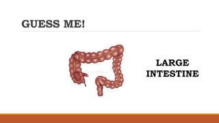 GUESS ME!
LARGE
INTESTINE
 