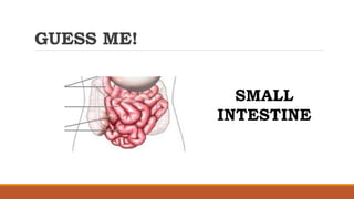 GUESS ME!
SMALL
INTESTINE
 
