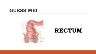 GUESS ME!
RECTUM
 