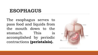 ESOPHAGUS
The esophagus serves to
pass food and liquids from
the mouth down to the
stomach. This is
accomplished by periodic
contractions (peristalsis).
 