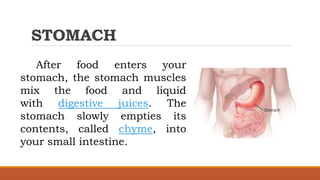STOMACH
After food enters your
stomach, the stomach muscles
mix the food and liquid
with digestive juices. The
stomach slowly empties its
contents, called chyme, into
your small intestine.
 