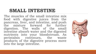 SMALL INTESTINE
The muscles of the small intestine mix
food with digestive juices from the
pancreas, liver, and intestine, and push
the mixture forward for further
digestion. The walls of the small
intestine absorb water and the digested
nutrients into your bloodstream. As
peristalsis continues, the waste
products of the digestive process move
into the large intestine.
 