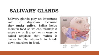SALIVARY GLANDS
Salivary glands play an important
role in digestion because
they make saliva. Saliva helps
moisten food so we can swallow it
more easily. It also has an enzyme
called amylase that makes it
easier for the stomach to break
down starches in food.
 