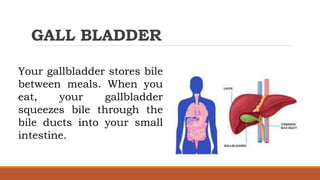 GALL BLADDER
Your gallbladder stores bile
between meals. When you
eat, your gallbladder
squeezes bile through the
bile ducts into your small
intestine.
 
