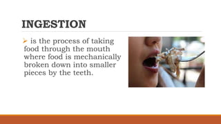 INGESTION
 is the process of taking
food through the mouth
where food is mechanically
broken down into smaller
pieces by the teeth.
 