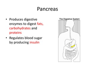Pancreas
• Produces digestive
enzymes to digest fats,
carbohydrates and
proteins
• Regulates blood sugar
by producing insulin
 