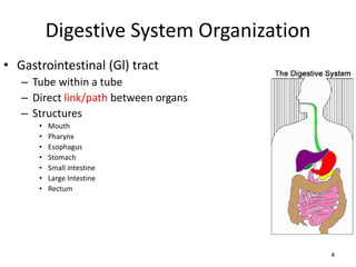 Digestive System Organization
• Gastrointestinal (Gl) tract
– Tube within a tube
– Direct link/path between organs
– Structures
• Mouth
• Pharynx
• Esophagus
• Stomach
• Small intestine
• Large Intestine
• Rectum
4
 
