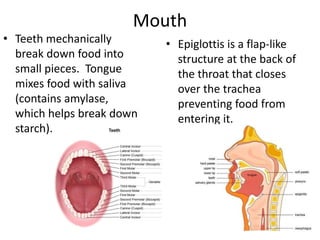 Mouth
• Teeth mechanically
break down food into
small pieces. Tongue
mixes food with saliva
(contains amylase,
which helps break down
starch).
• Epiglottis is a flap-like
structure at the back of
the throat that closes
over the trachea
preventing food from
entering it.
 