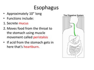 Esophagus
• Approximately 10” long
• Functions include:
1. Secrete mucus
2. Moves food from the throat to
the stomach using muscle
movement called peristalsis
• If acid from the stomach gets in
here that’s heartburn.
 