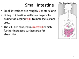 Small Intestine
• Small intestines are roughly 7 meters long
• Lining of intestine walls has finger-like
projections called villi, to increase surface
area.
• The villi are covered in microvilli which
further increases surface area for
absorption.
8
 