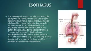 ESOPHAGUS
 The esophagus is a muscular tube connecting the
pharynx to the stomach that is part of the upper
gastrointestinal tract. It carries swallowed masses
of chewed food along its length. By means of a
series of contractions, called peristalsis, the
esophagus delivers food to the stomach. Just
before the connection to the stomach there is a
"zone of high pressure," called the lower
esophageal sphincter; this is a "valve" meant to
close of the end of the esophagus and trap food in
the stomach or we can say to keep food from
passing backwards into the esophagus.
 