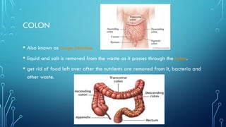 COLON
• Also known as Large Intestine
• liquid and salt is removed from the waste as it passes through the colon.
• get rid of food left over after the nutrients are removed from it, bacteria and
other waste.
 