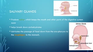 SALIVARY GLANDS
• Produce saliva, which keeps the mouth and other parts of the digestive system
moist
• helps break down carbohydrates
• lubricates the passage of food down from the oro-pharynx to
the esophagus to the stomach.
 