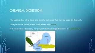 CHEMICAL DIGESTION
• breaking down the food into simpler nutrients that can be used by the cells.
• begins in the mouth when food mixes with saliva.
• The enzymes necessary for proper chemical digestion are in equilibrium.
 