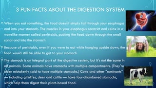 3 FUN FACTS ABOUT THE DIGESTION SYSTEM
• When you eat something, the food doesn't simply fall through your esophagus
and into your stomach. The muscles in your esophagus constrict and relax in a
wavelike manner called peristalsis, pushing the food down through the small
canal and into the stomach.
• Because of peristalsis, even if you were to eat while hanging upside down, the
food would still be able to get to your stomach.
• The stomach is an integral part of the digestive system, but it's not the same in
all animals. Some animals have stomachs with multiple compartments. (They're
often mistakenly said to have multiple stomachs.) Cows and other "ruminants"
— including giraffes, deer and cattle — have four-chambered stomachs,
which help them digest their plant-based food.
 