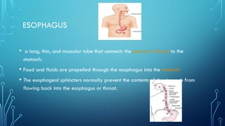 ESOPHAGUS
• a long, thin, and muscular tube that connects the pharynx (throat) to the
stomach.
• Food and fluids are propelled through the esophagus into the stomach
• The esophageal sphincters normally prevent the contents of the stomach from
flowing back into the esophagus or throat.
 