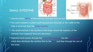 SMALL INTESTINE
• absorbs about 90 % of the nutrients from the food we eat.
• The small intestine is called small because the diameter or the width of the
tube is much less than the large intestine
• The small intestine is the location in the body where the majority of the
nutrients from ingested food are absorbed.
• Digested food passes through the wall of the intestine into the blood vessels
which then distribute the nutrition first to the liver and then through the rest of
the body.
 