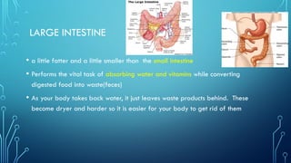 LARGE INTESTINE
• a little fatter and a little smaller than the small intestine
• Performs the vital task of absorbing water and vitamins while converting
digested food into waste(feces)
• As your body takes back water, it just leaves waste products behind. These
become dryer and harder so it is easier for your body to get rid of them
 