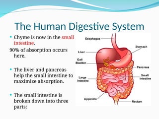 human_digestive_system_ppt.ppt9thgradebiology | PPT