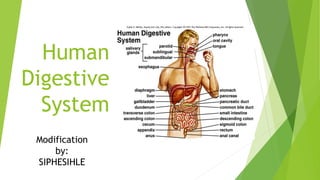 Human
Digestive
System
Modification
by:
SIPHESIHLE
 