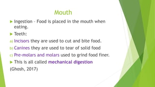 Human digestive system presentation | PPTX