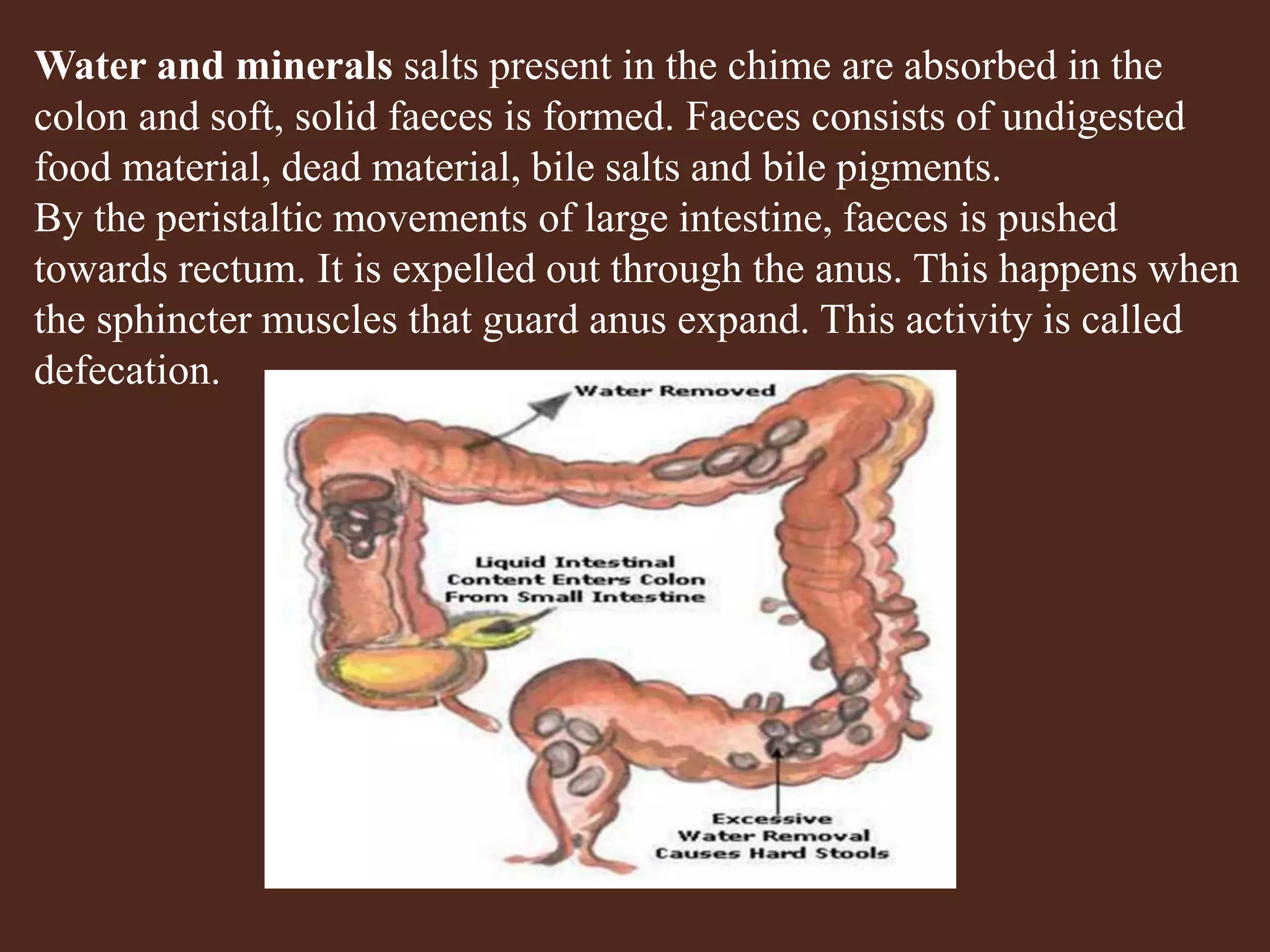 HUMAN DIGESTIVE SYSTEM | PPTX