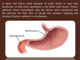 HUMAN DIGESTIVE SYSTEM | PPTX
