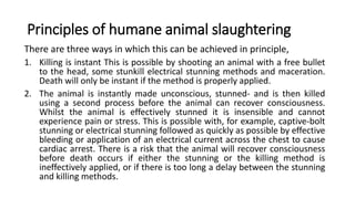 Principles of humane animal slaughtering
There are three ways in which this can be achieved in principle,
1. Killing is instant This is possible by shooting an animal with a free bullet
to the head, some stunkill electrical stunning methods and maceration.
Death will only be instant if the method is properly applied.
2. The animal is instantly made unconscious, stunned- and is then killed
using a second process before the animal can recover consciousness.
Whilst the animal is effectively stunned it is insensible and cannot
experience pain or stress. This is possible with, for example, captive-bolt
stunning or electrical stunning followed as quickly as possible by effective
bleeding or application of an electrical current across the chest to cause
cardiac arrest. There is a risk that the animal will recover consciousness
before death occurs if either the stunning or the killing method is
ineffectively applied, or if there is too long a delay between the stunning
and killing methods.
 
