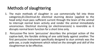 Methods of slaughtering
1. The main methods of slaughter in use commercially fall into three
categories,01.Electrical-An electrical stunning device (applied to the
head only) must pass sufficient current through the brain of the animal
to interrupt normal brain activity and render the animal immediately
unconscious. Electrical stunning (or electronarcosis) is reversible as it
disrupts normal brain function for a short time only.
2. Percussive-The term 'percussive' describes the principal action of the
captive-bolt, the forcible striking of one solid body against another. The
first percussive instrument specifically designed to stun animals was the
pole-axe, a crude implement which relied on the strength and skill of the
slaughterman to be effective.
 