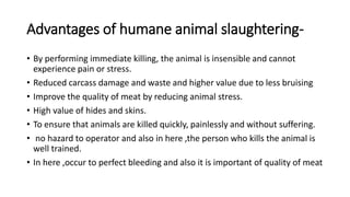 Advantages of humane animal slaughtering-
• By performing immediate killing, the animal is insensible and cannot
experience pain or stress.
• Reduced carcass damage and waste and higher value due to less bruising
• Improve the quality of meat by reducing animal stress.
• High value of hides and skins.
• To ensure that animals are killed quickly, painlessly and without suffering.
• no hazard to operator and also in here ,the person who kills the animal is
well trained.
• In here ,occur to perfect bleeding and also it is important of quality of meat
 