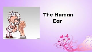 The Human
Ear
 